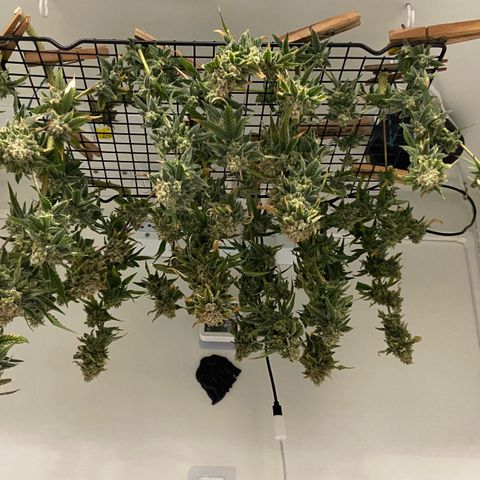 Critical Orange Punch growlog timeline photo