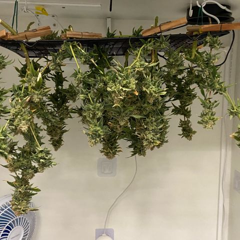 Critical Orange Punch growlog timeline photo