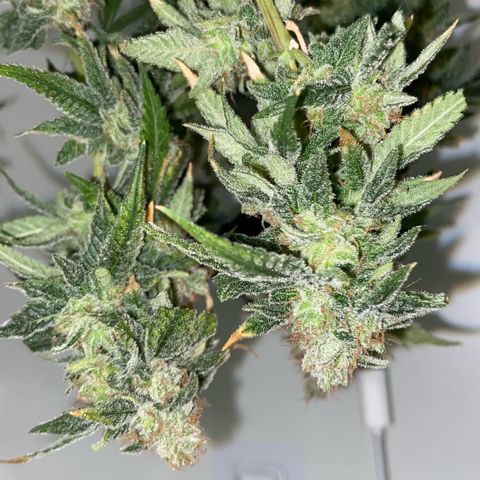 Critical Orange Punch growlog timeline photo