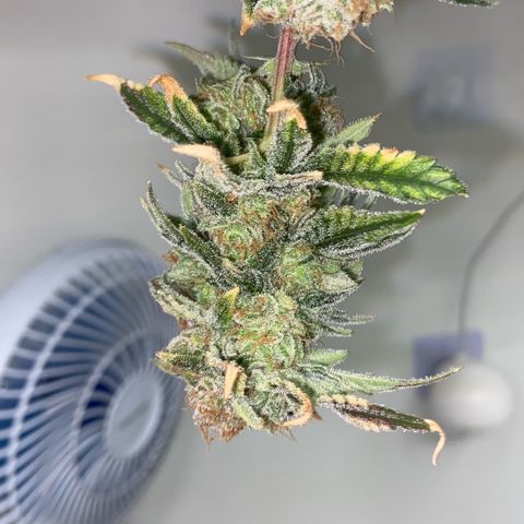 Critical Orange Punch growlog timeline photo
