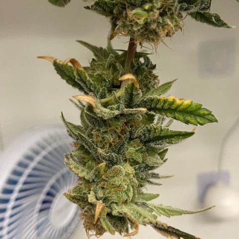 Critical Orange Punch growlog timeline photo