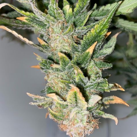Critical Orange Punch growlog timeline photo