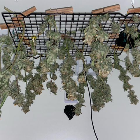 Critical Orange Punch growlog timeline photo