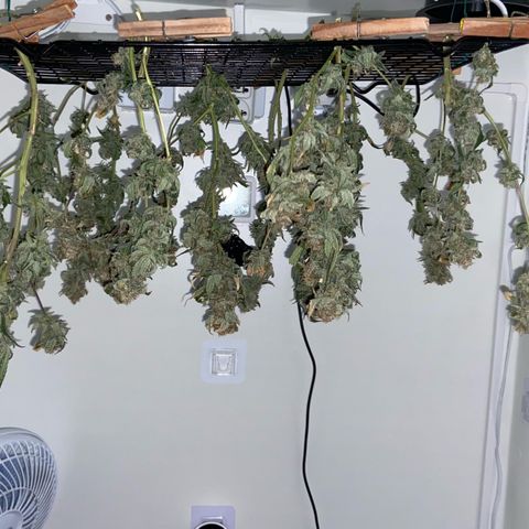 Critical Orange Punch growlog timeline photo