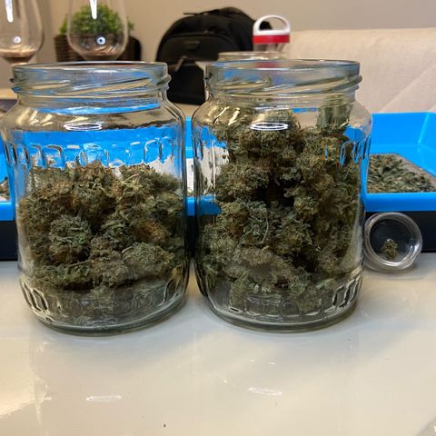 Critical Orange Punch growlog timeline photo