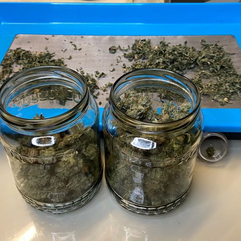 Critical Orange Punch growlog timeline photo