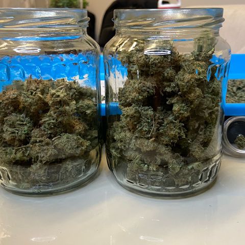 Critical Orange Punch growlog timeline photo