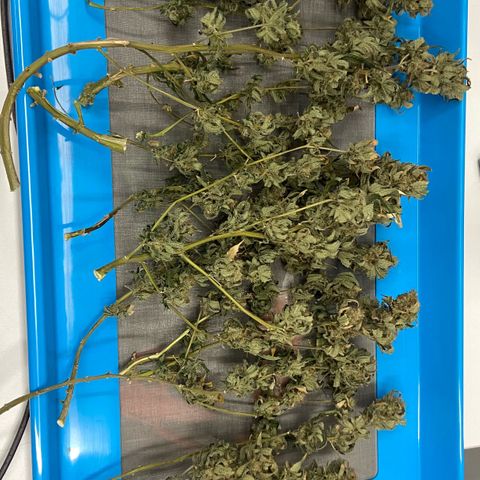 Critical Orange Punch growlog timeline photo