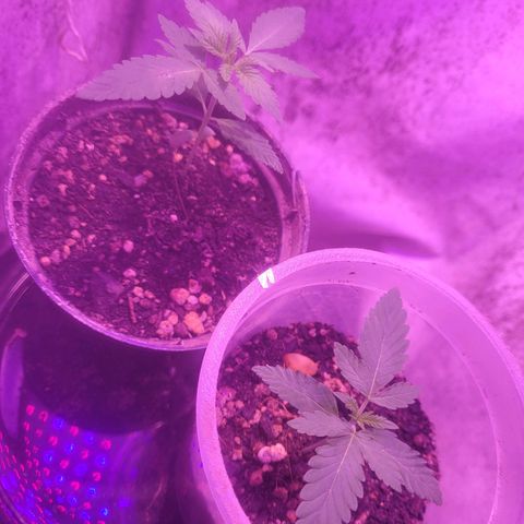 OG Kush growlog timeline photo