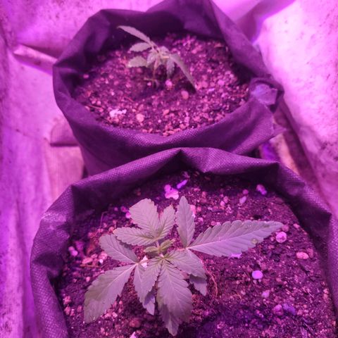 OG Kush growlog timeline photo
