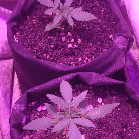 OG Kush growlog timeline photo