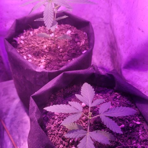 OG Kush growlog timeline photo