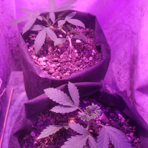 OG Kush growlog timeline photo