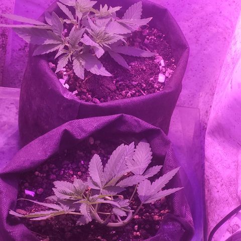 OG Kush growlog timeline photo
