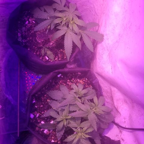 OG Kush growlog timeline photo