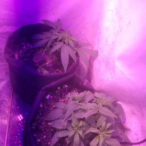 OG Kush growlog timeline photo