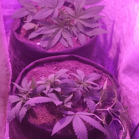 OG Kush growlog timeline photo