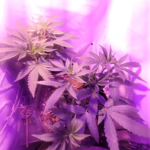 OG Kush growlog timeline photo