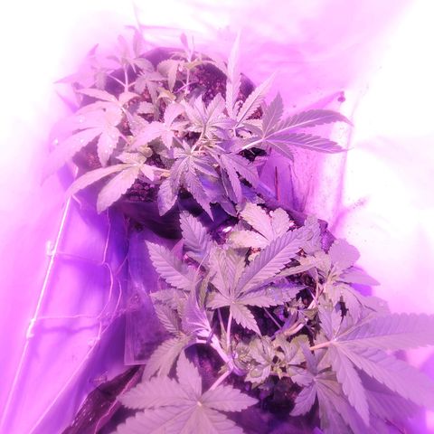 OG Kush growlog timeline photo