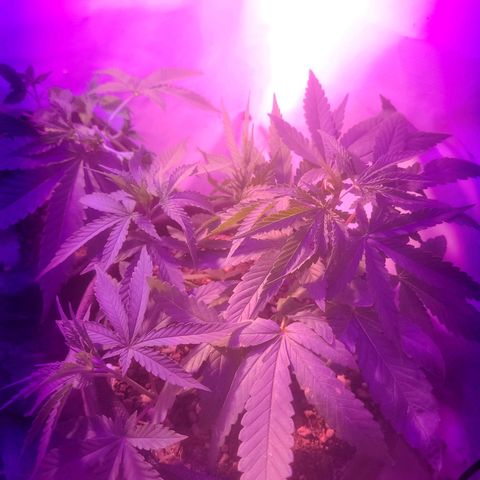 OG Kush growlog timeline photo