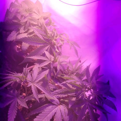 OG Kush growlog timeline photo