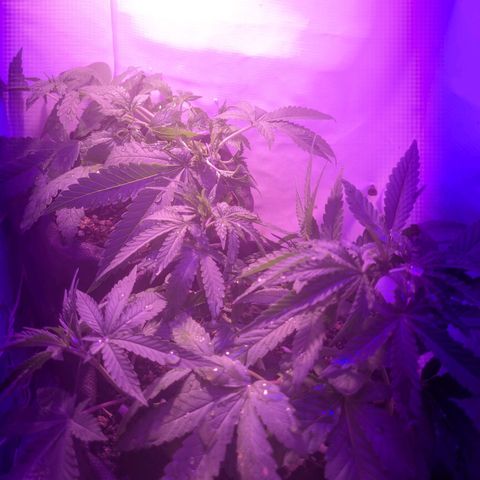 OG Kush growlog timeline photo