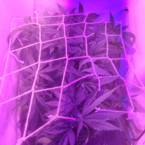 OG Kush growlog timeline photo