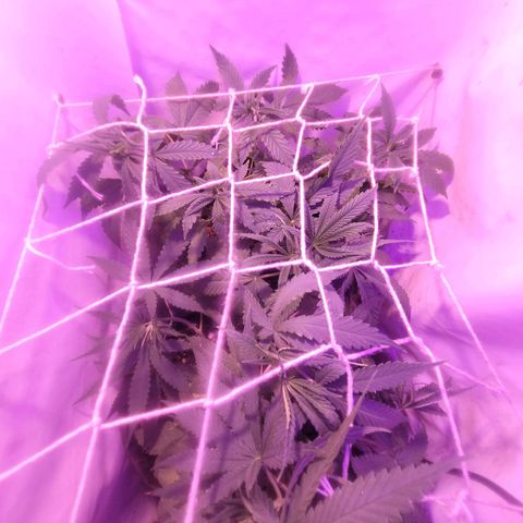 OG Kush growlog timeline photo