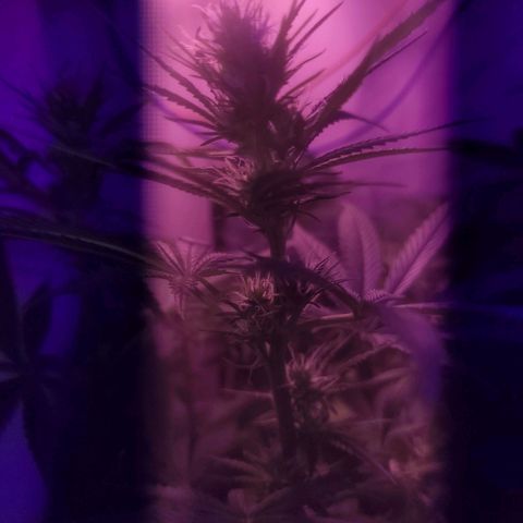 OG Kush growlog timeline photo