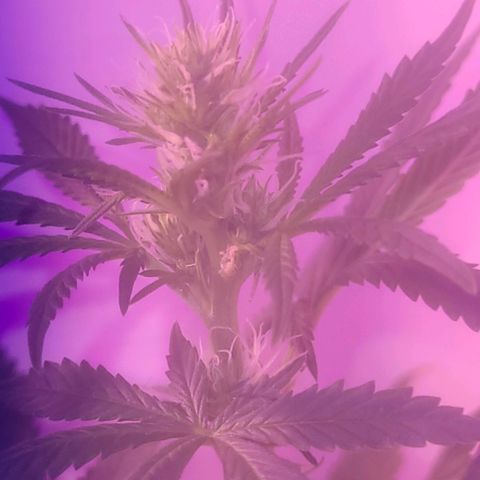 OG Kush growlog timeline photo