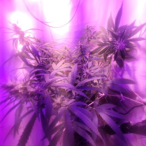 OG Kush growlog timeline photo