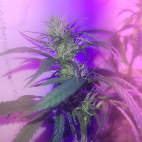 OG Kush growlog timeline photo