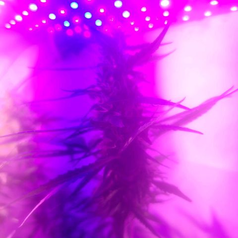 OG Kush growlog timeline photo