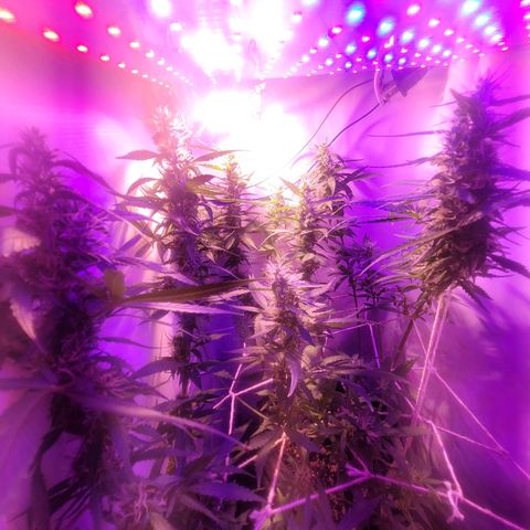 OG Kush growlog timeline photo
