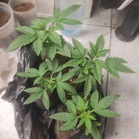 Prensado vira flor  growlog timeline photo