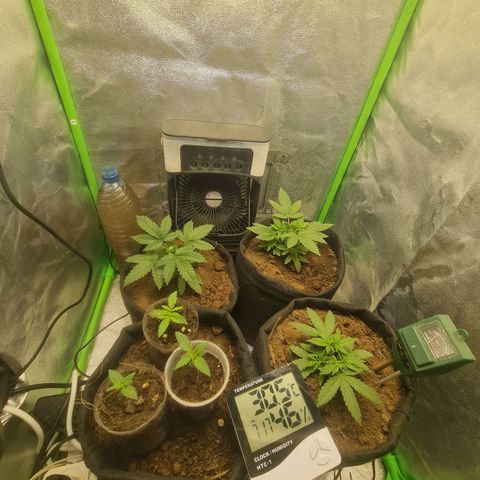 Prensado vira flor  growlog timeline photo