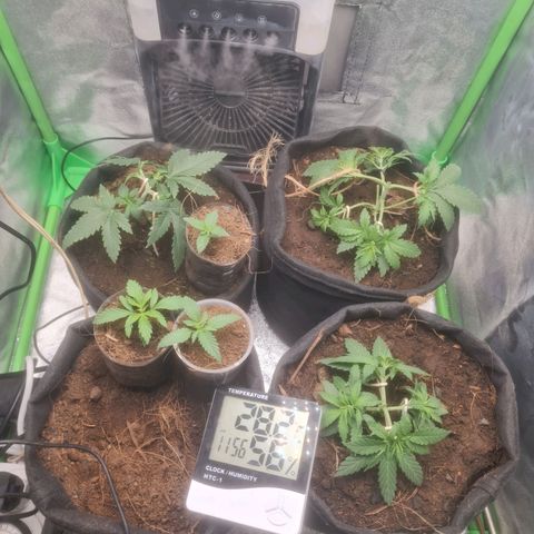 Prensado vira flor  growlog timeline photo