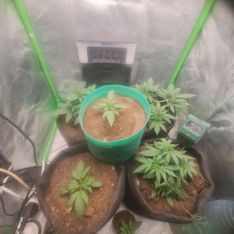 Prensado vira flor  growlog timeline photo