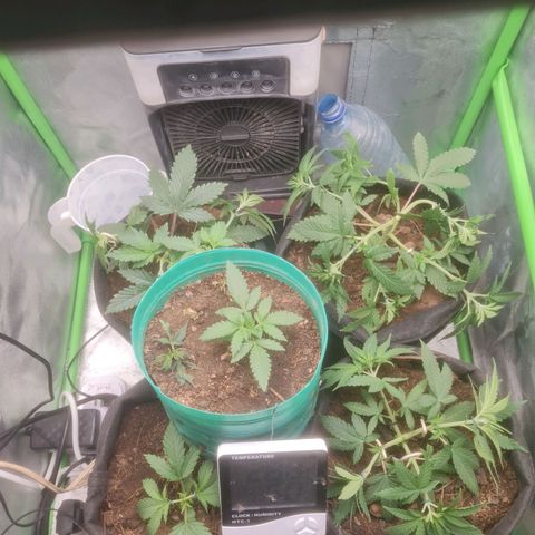 Prensado vira flor  growlog timeline photo