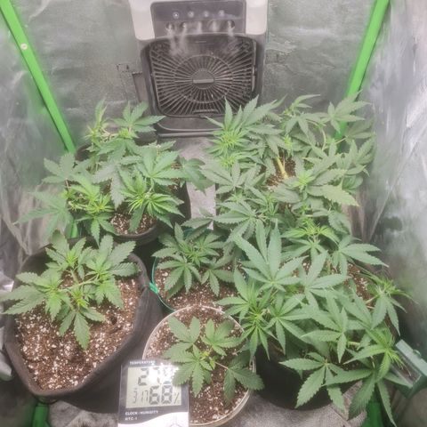 Prensado vira flor  growlog timeline photo