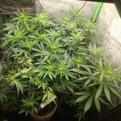 Prensado vira flor  growlog timeline photo