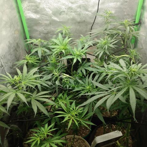 Prensado vira flor  growlog timeline photo