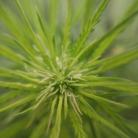 Prensado vira flor  growlog timeline photo