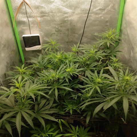 Prensado vira flor  growlog timeline photo