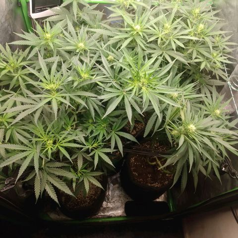 Prensado vira flor  growlog timeline photo