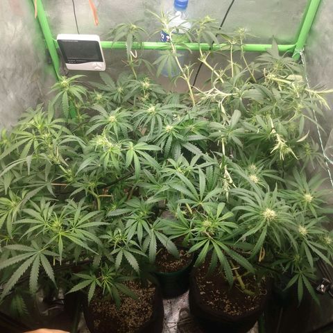 Prensado vira flor  growlog timeline photo