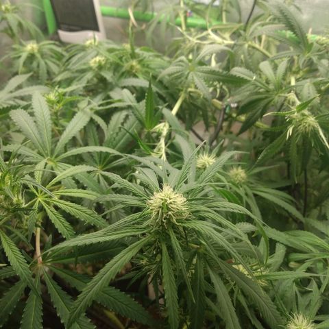 Prensado vira flor  growlog timeline photo