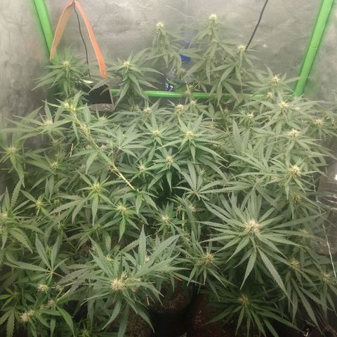 Prensado vira flor  growlog timeline photo