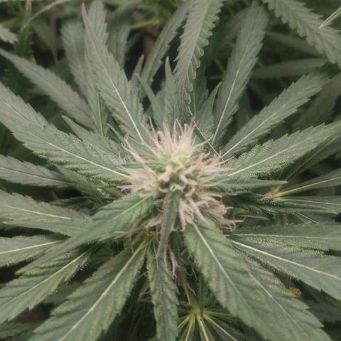 Prensado vira flor  growlog timeline photo