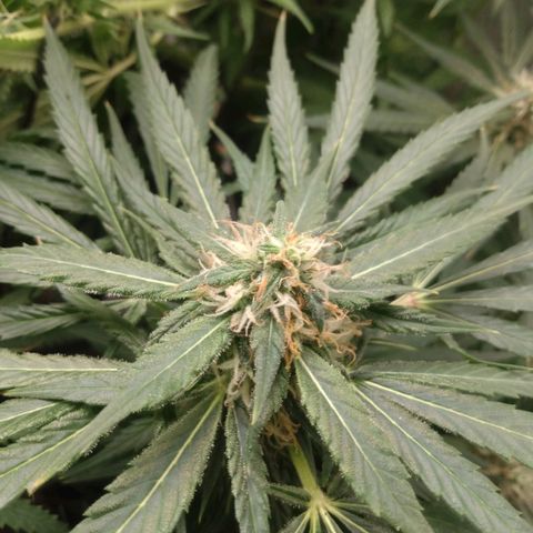 Prensado vira flor  growlog timeline photo